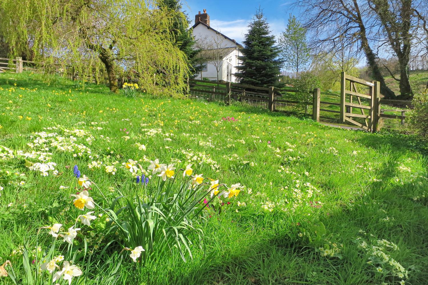 the wildflower meadow