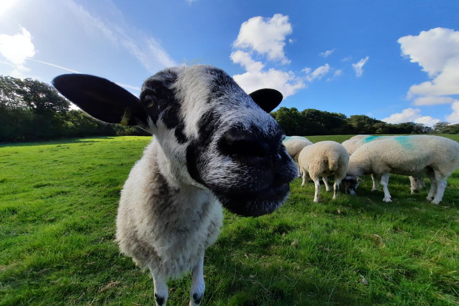 Friendly sheep