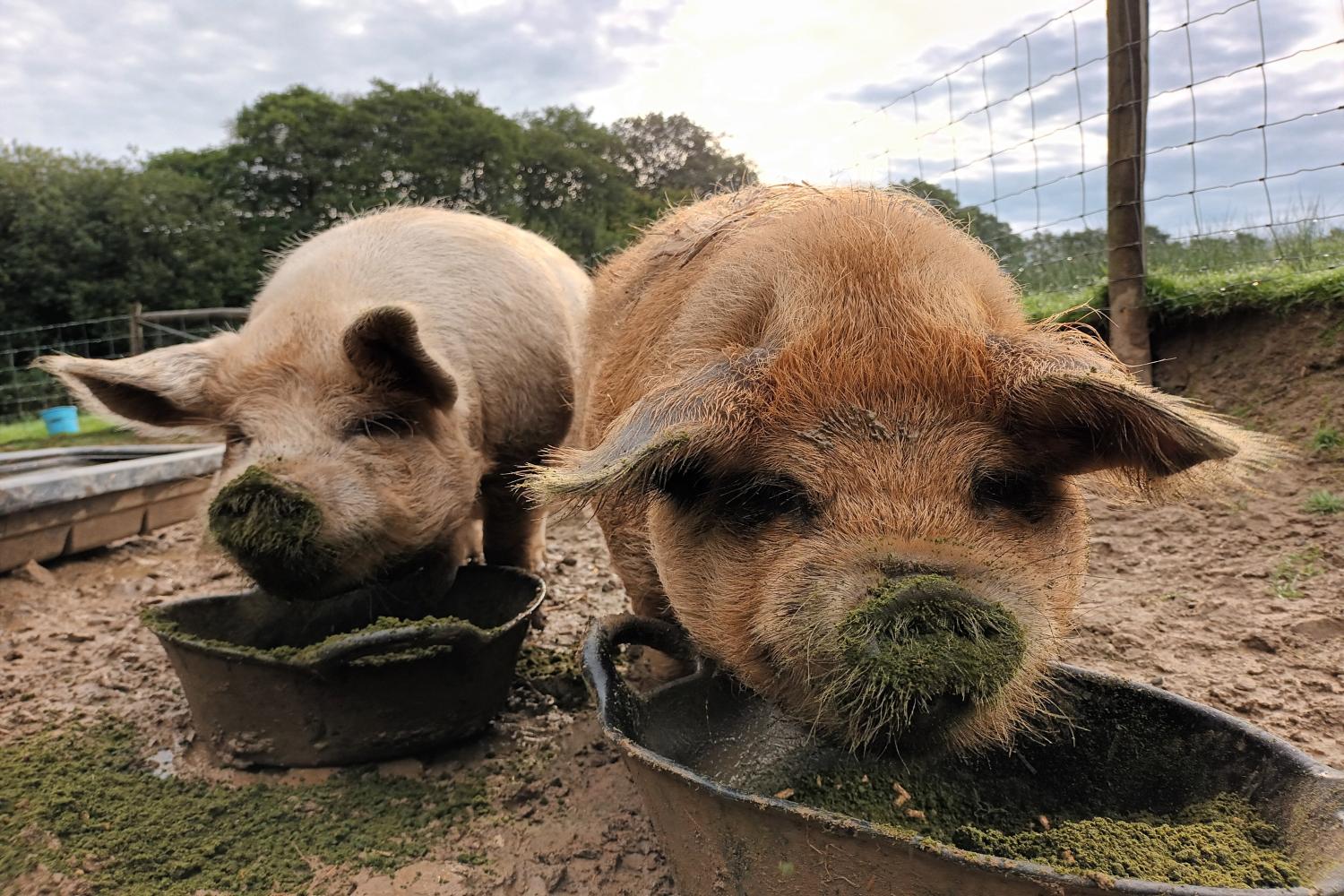 Hungry kunekune pigs