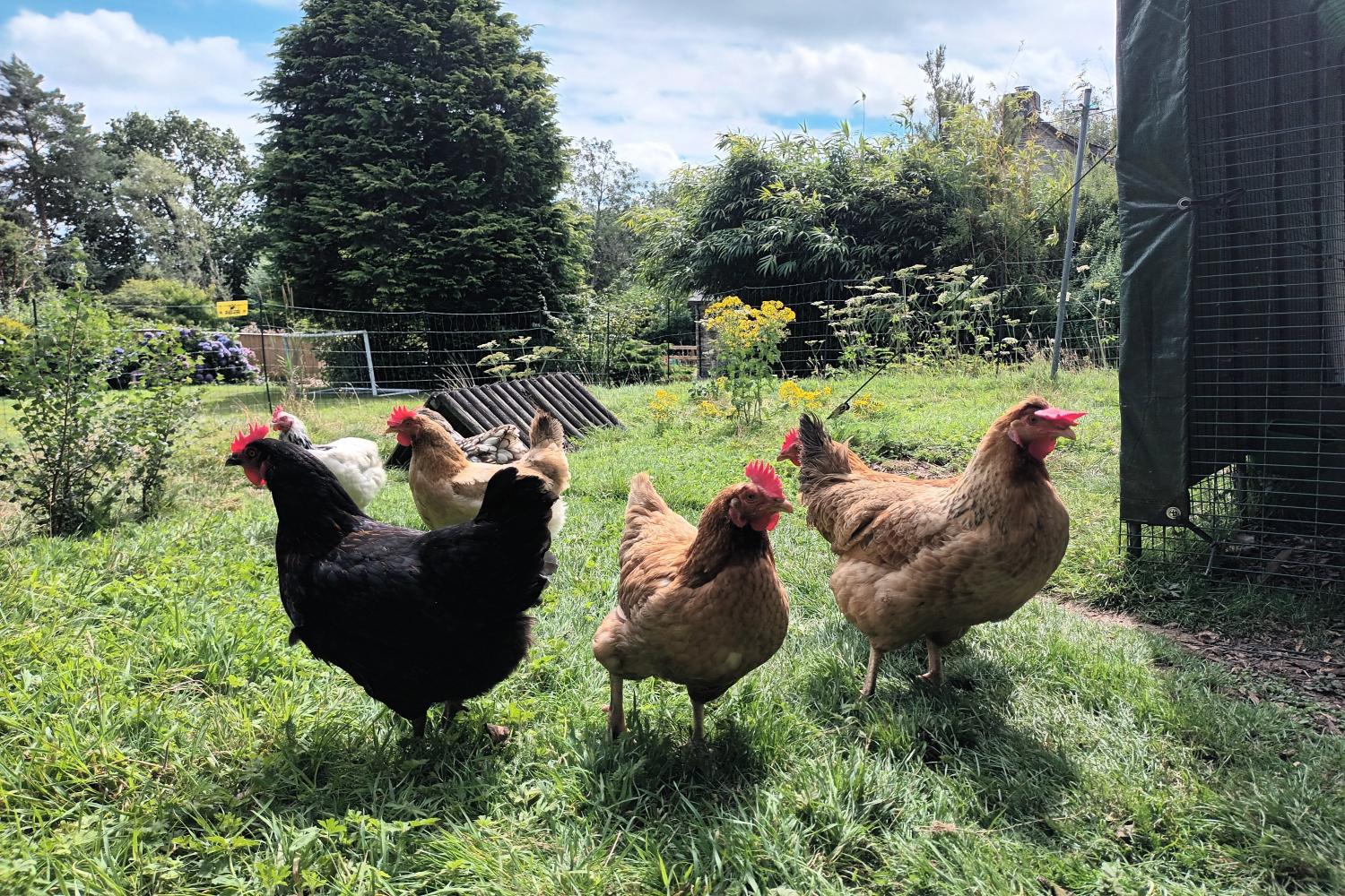 Curious chickens