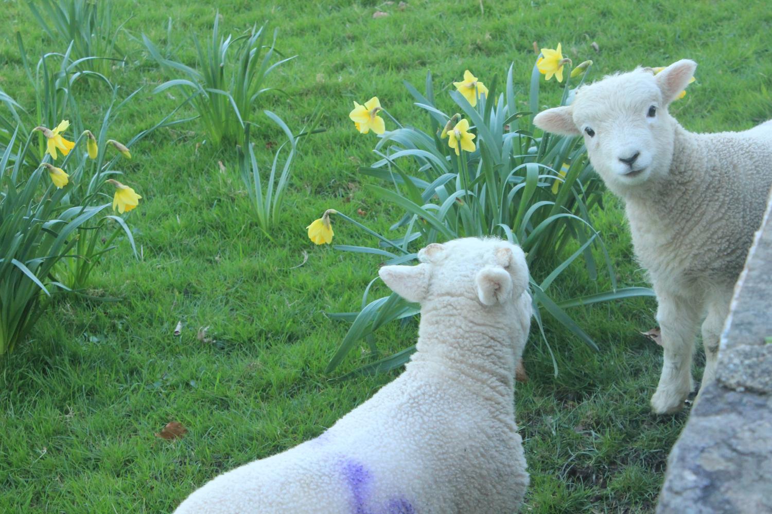 Easter lambs at the Chapel