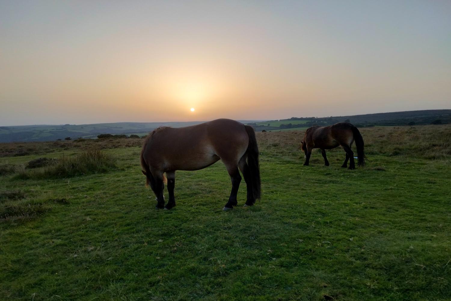 Exmoor ponies on Winsford Hill