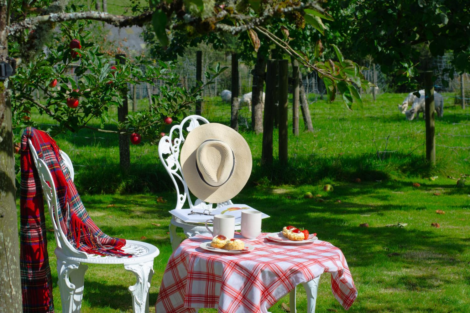 Afternoon tea in the orchard with the sheep